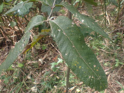 صورة Diploglottis cunninghamii (Hook.) J. D. Hook.