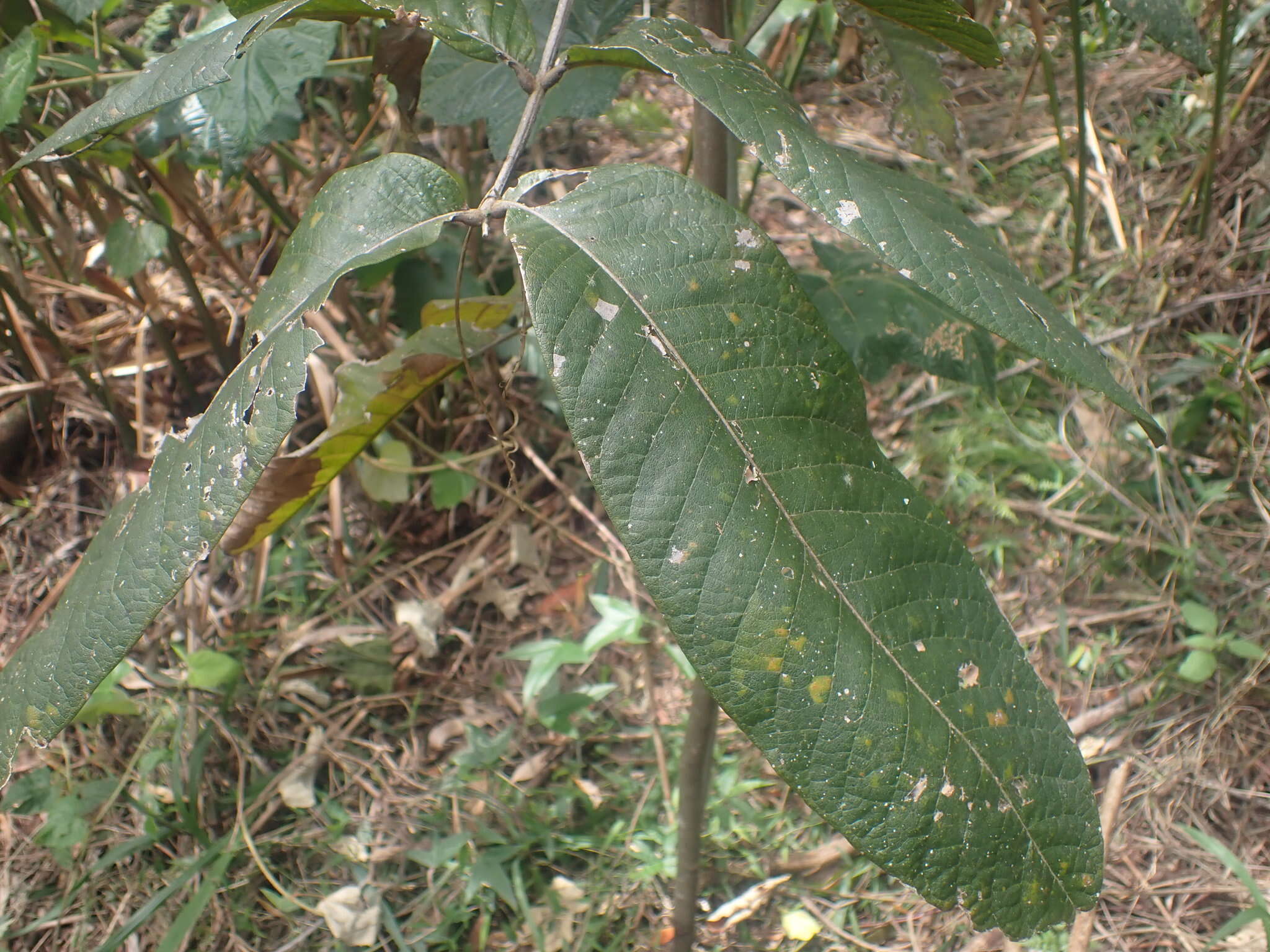 Imagem de Diploglottis cunninghamii (Hook.) J. D. Hook.