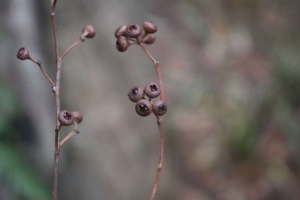 Image of Eucalyptus racemosa Cav.