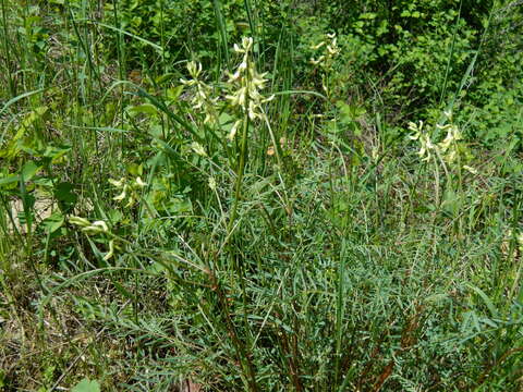 Image of Sheldon's milkvetch