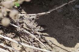 Image of Leopard Tree Iguana