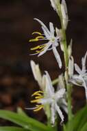 Image of Chlorophytum borivilianum Santapau & R. R. Fern.