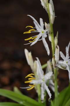 Image of Chlorophytum borivilianum Santapau & R. R. Fern.