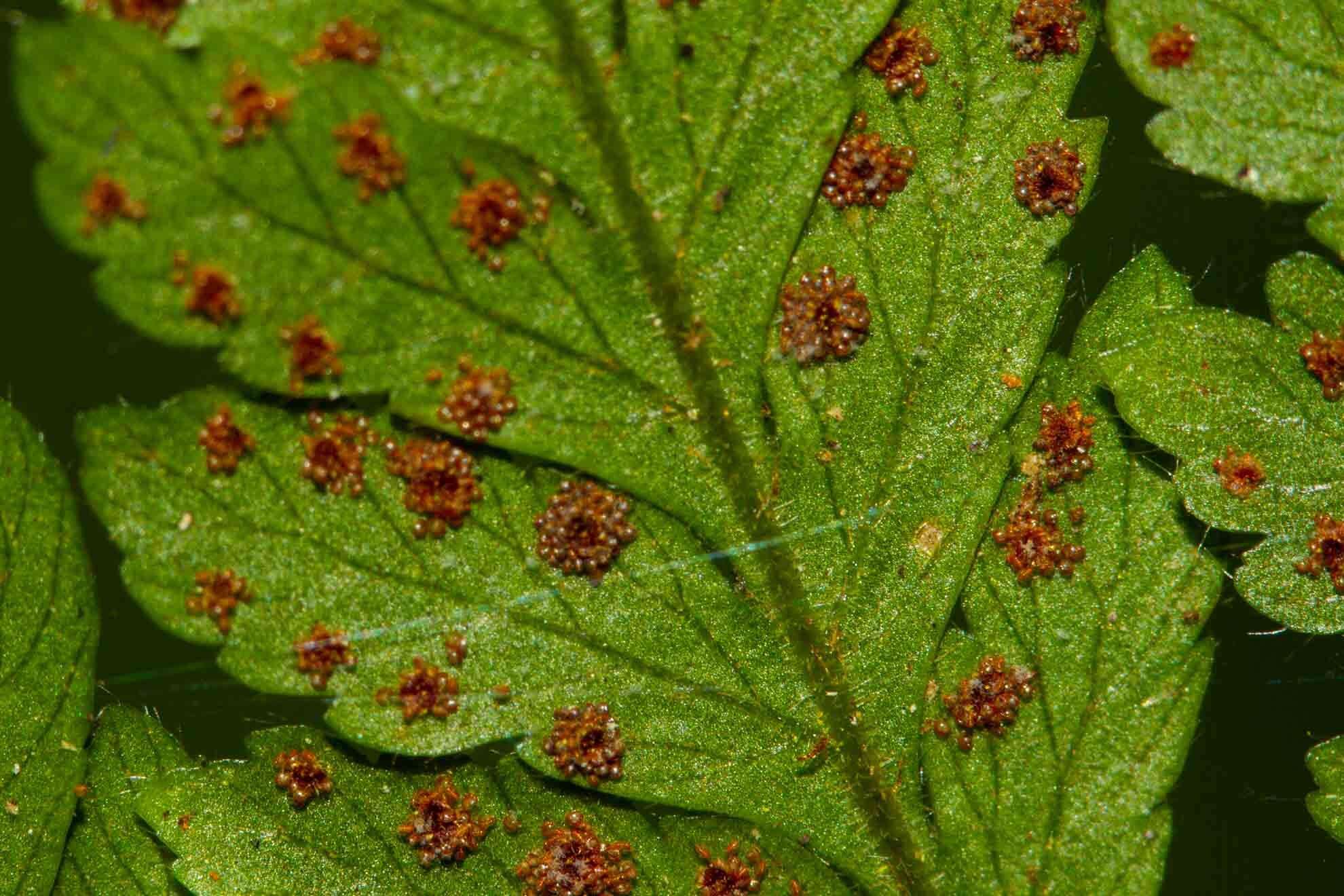 Image of Lastreopsis subsericea (Mett.) Tindale
