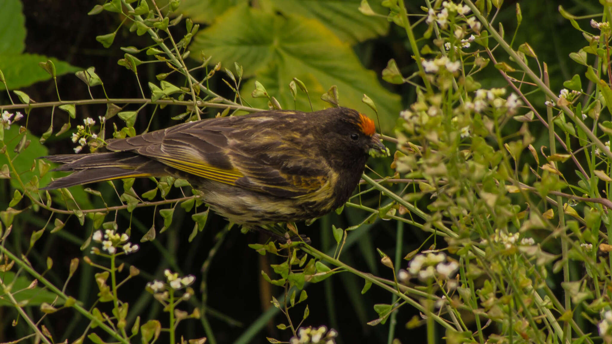 Image of Fire-fronted Serin