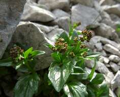 Image de Valeriana elongata Jacq.