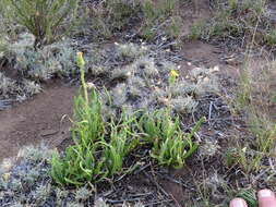 Слика од Senecio asperulus DC.