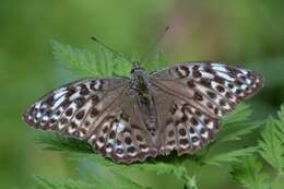 Image of Argynnis paphia valesina Esper 1800