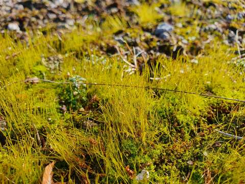 Image of Streblotrichum convolutum (Hedw.) P. Beauv.