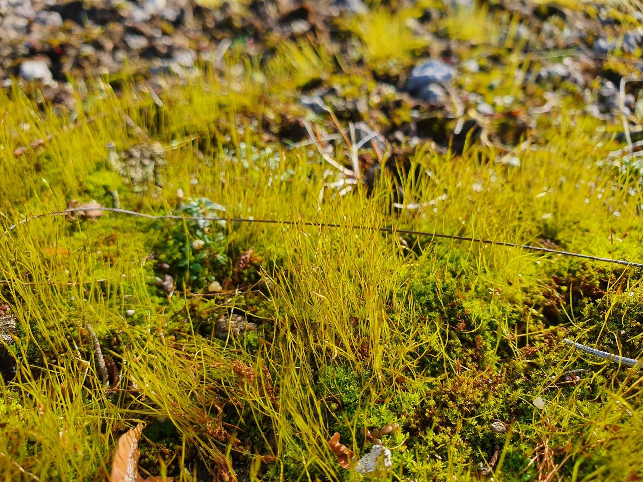 Image of Streblotrichum convolutum (Hedw.) P. Beauv.