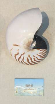 Image of Nautiloid