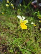 Слика од Viola hymettia Boiss. & Heldr.