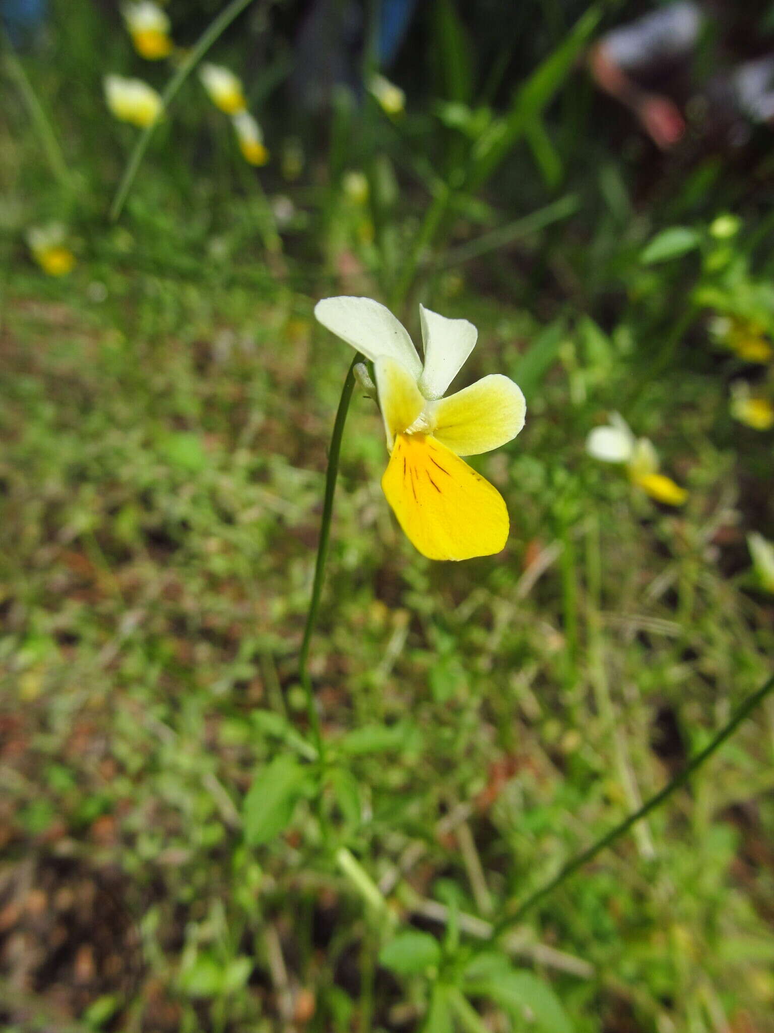 Слика од Viola hymettia Boiss. & Heldr.