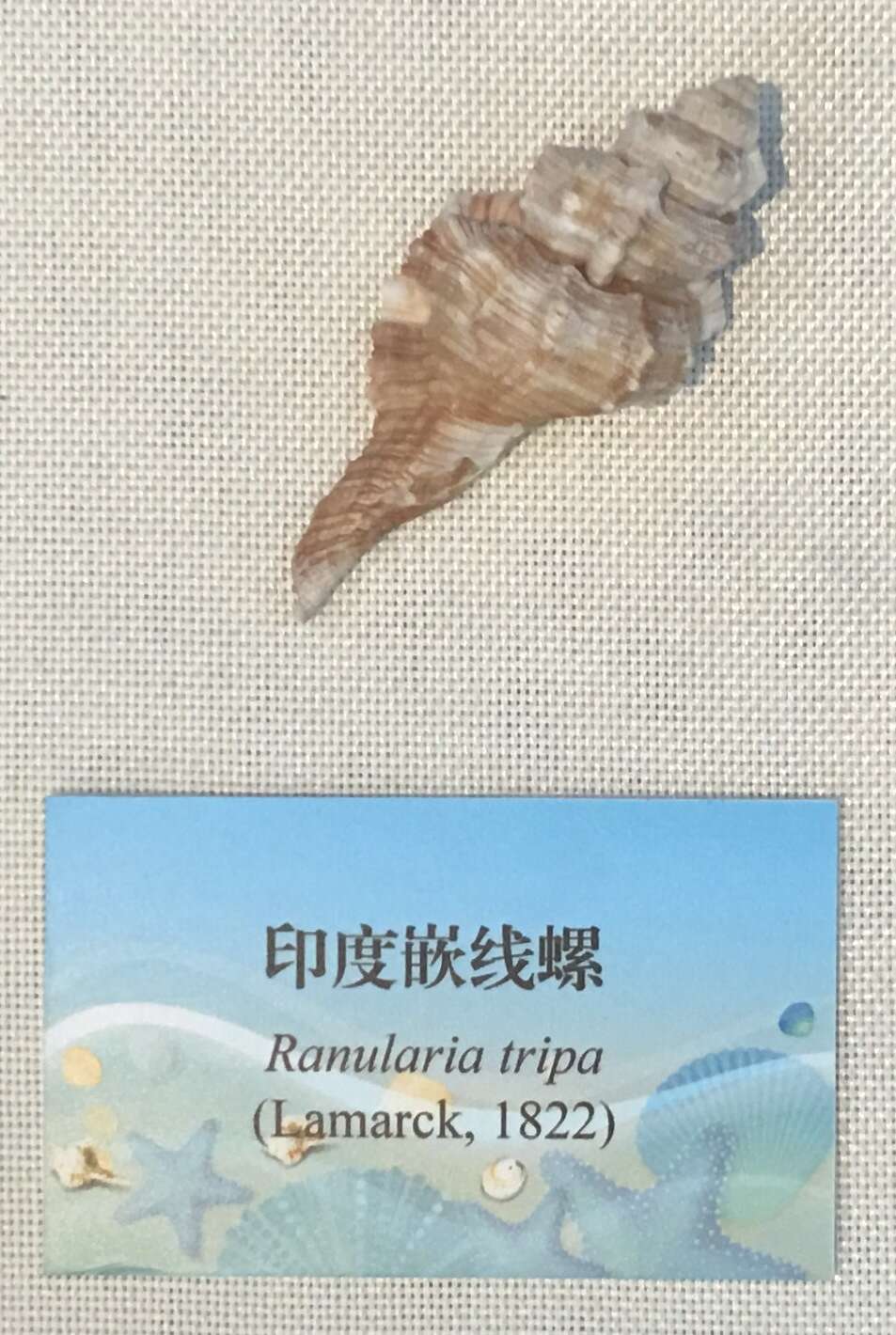 Image of Ranularia tripa