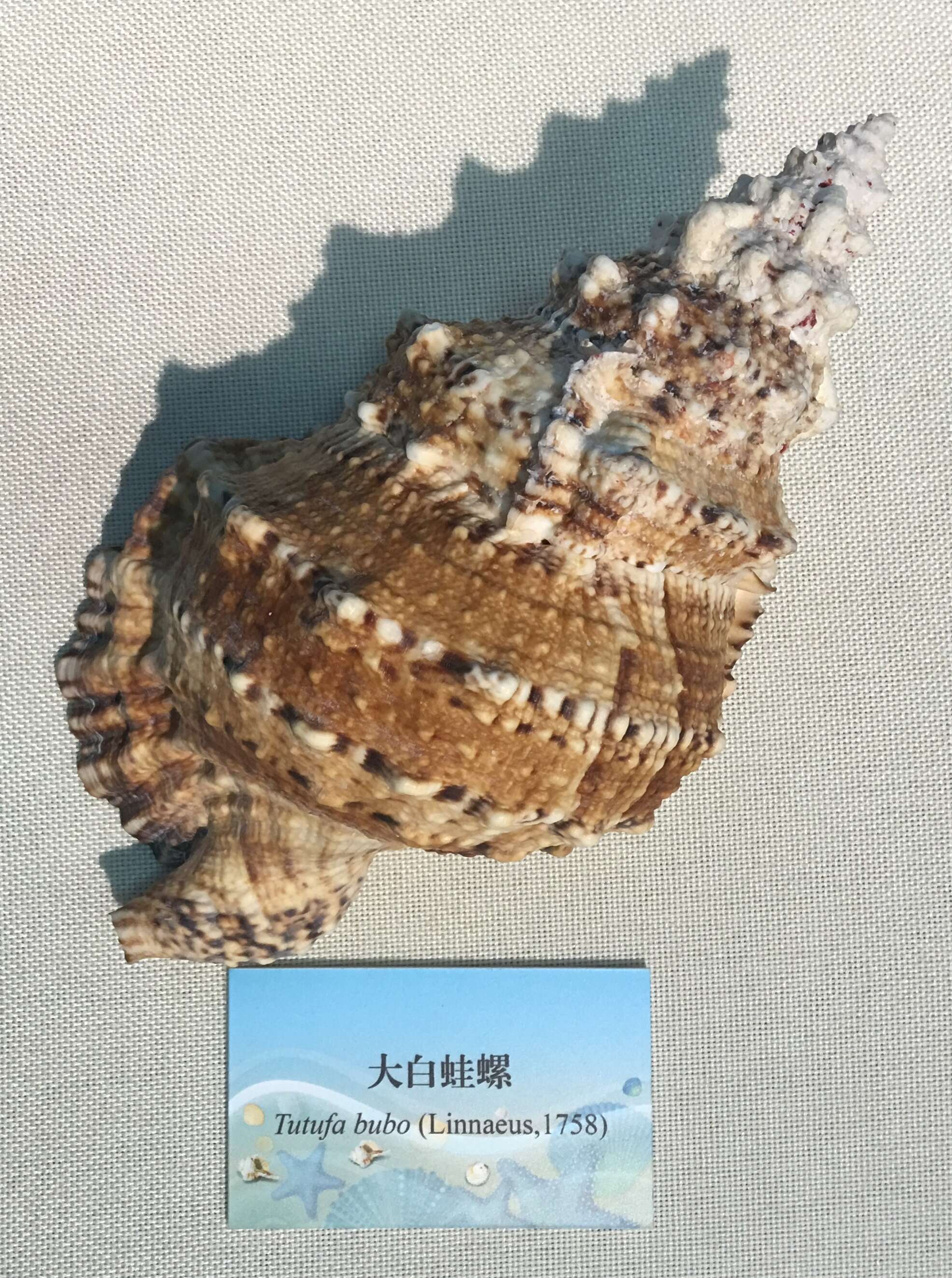 Image of giant frogsnail