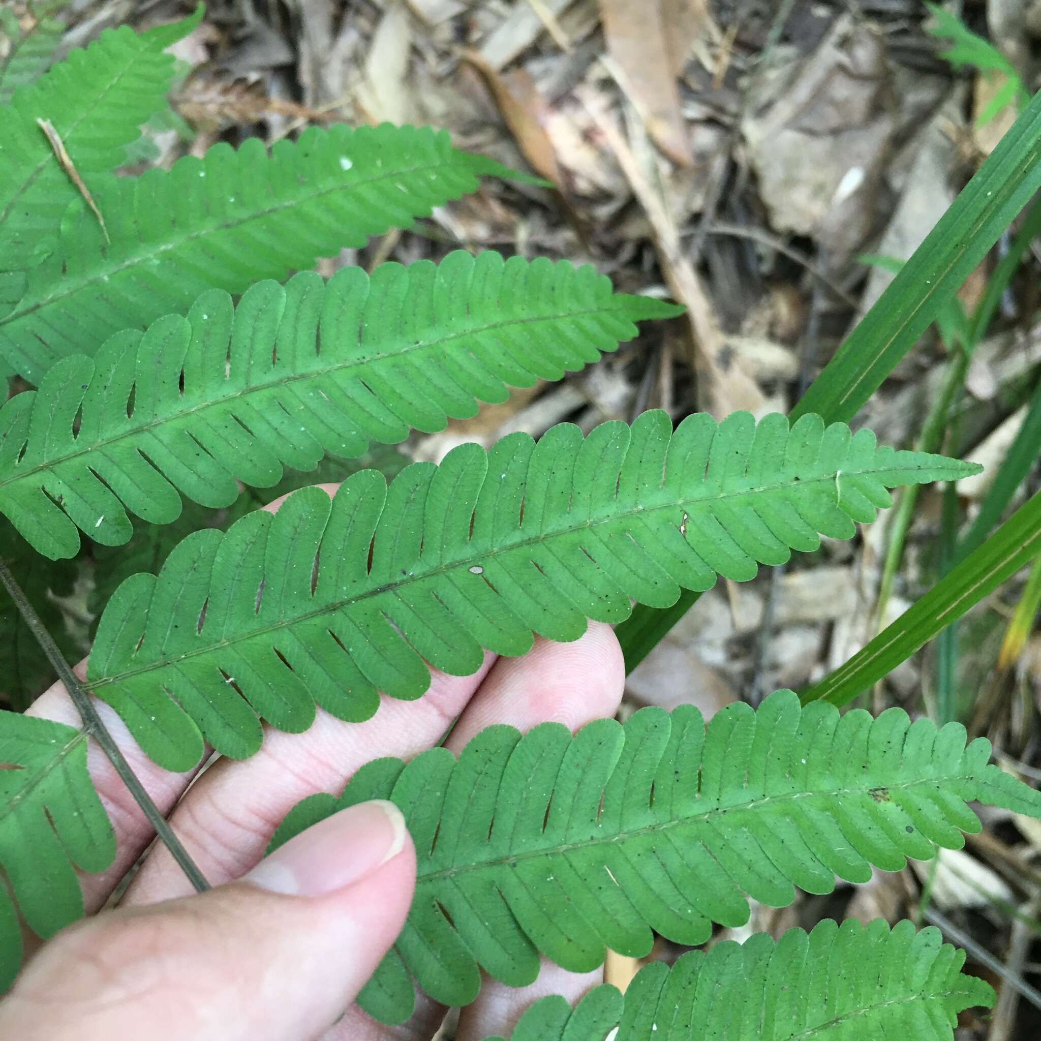 Sivun Pteris arisanensis Tag. kuva