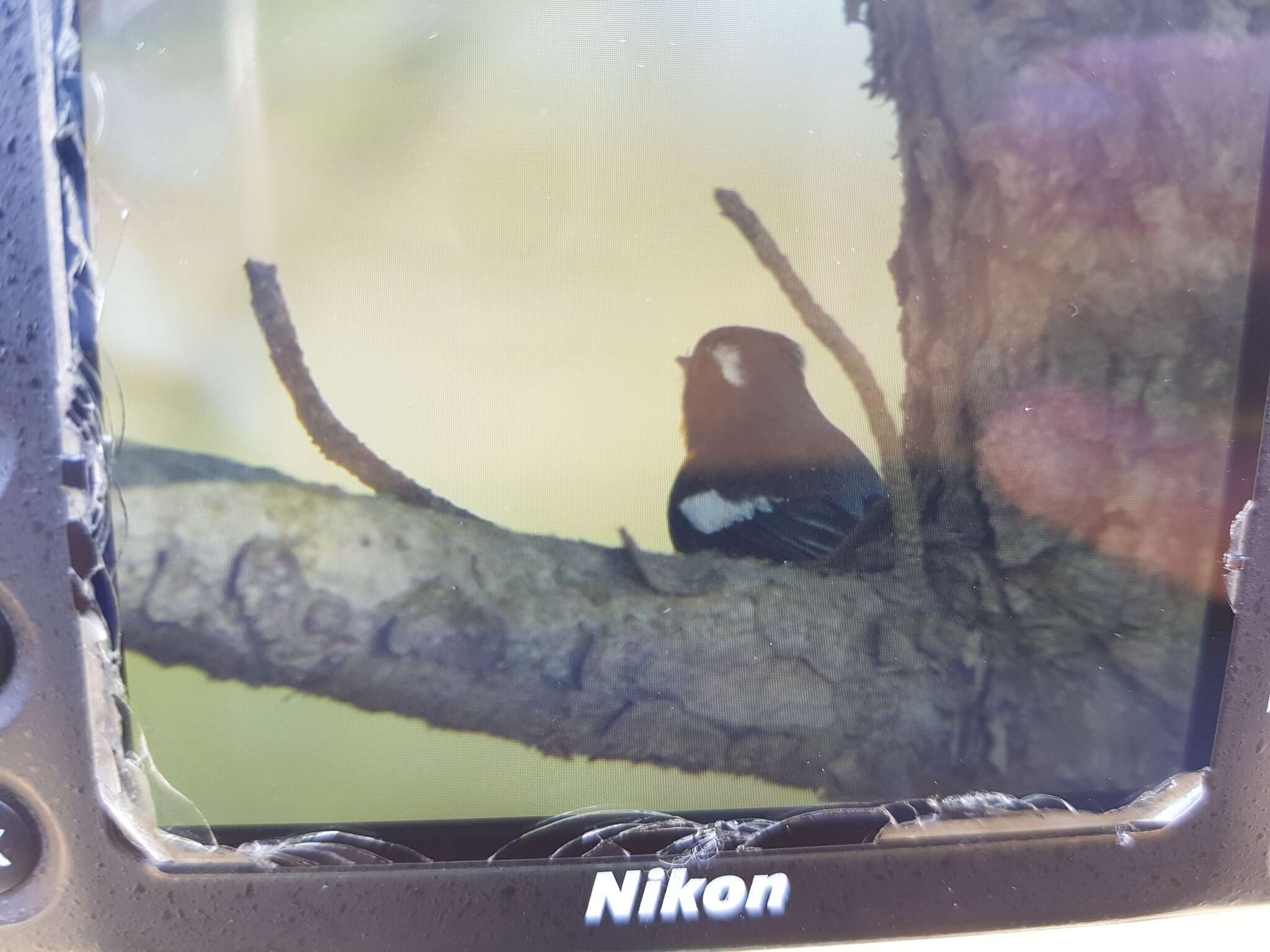 Image of Mugimaki Flycatcher