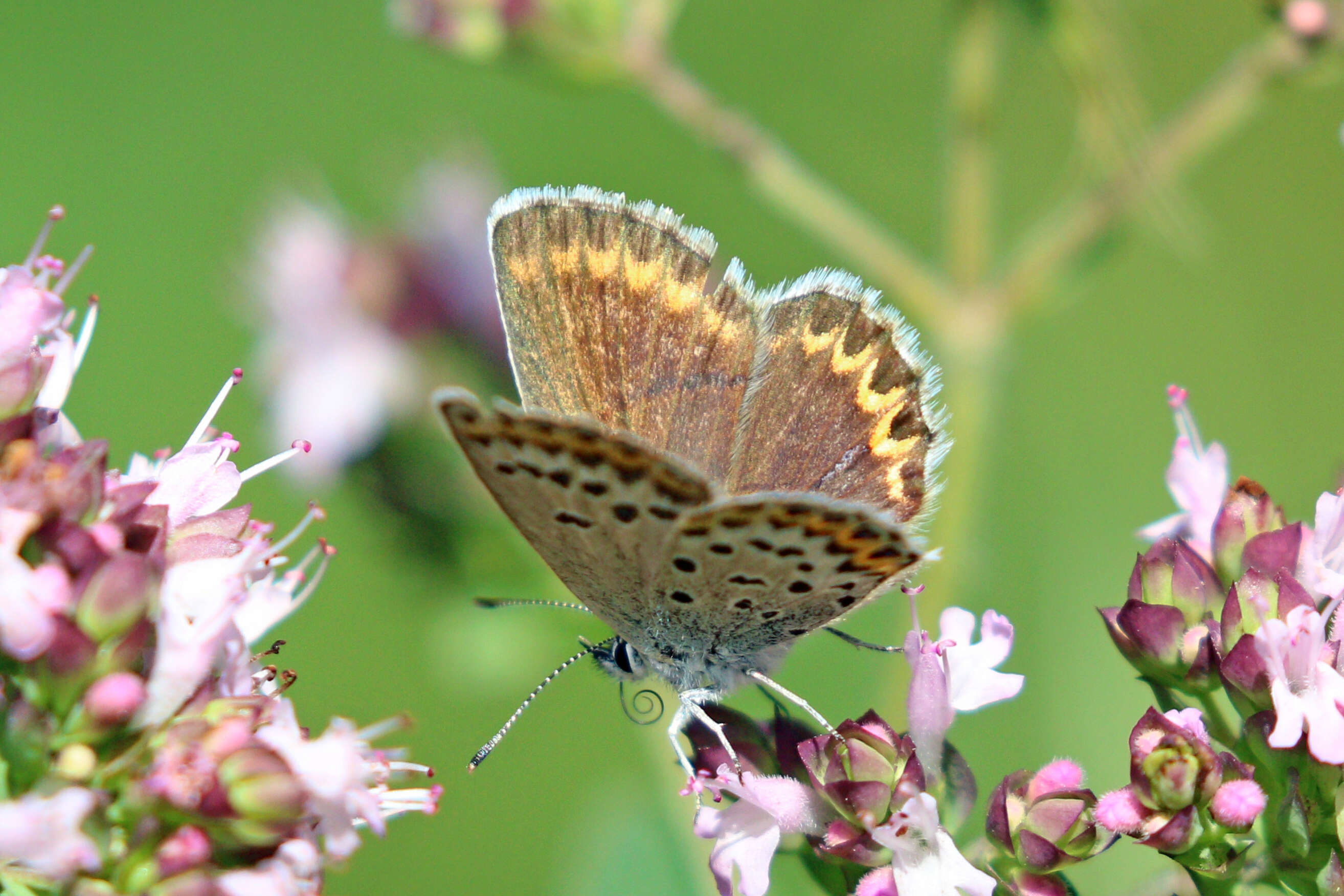 Image of Plebejus idas