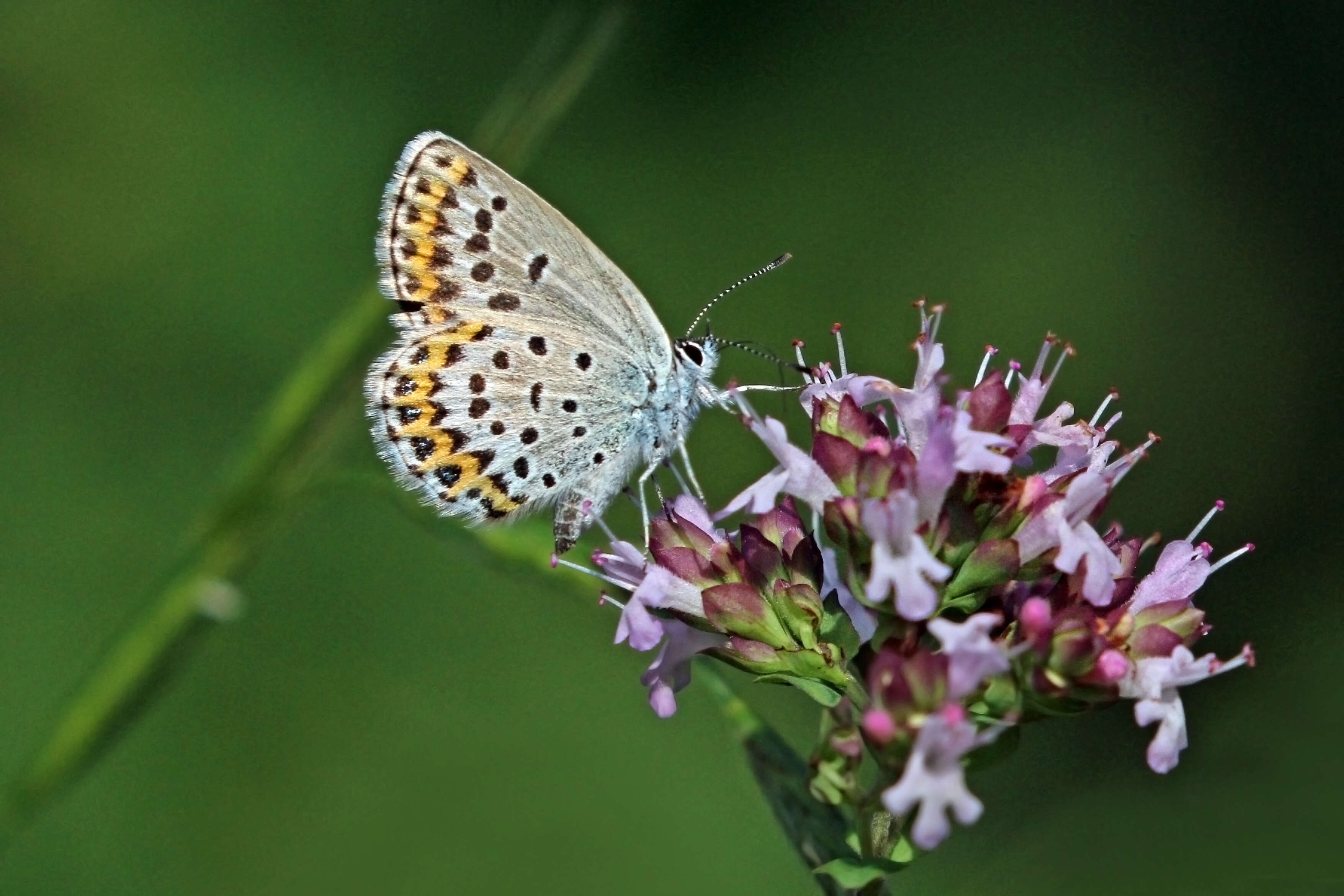 Image of Plebejus idas