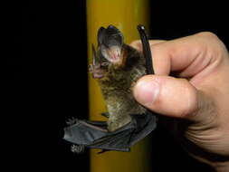 Image of Striped Hairy-nosed Bat