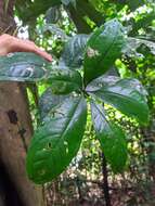 Anthurium pentaphyllum (Aubl.) G. Don的圖片