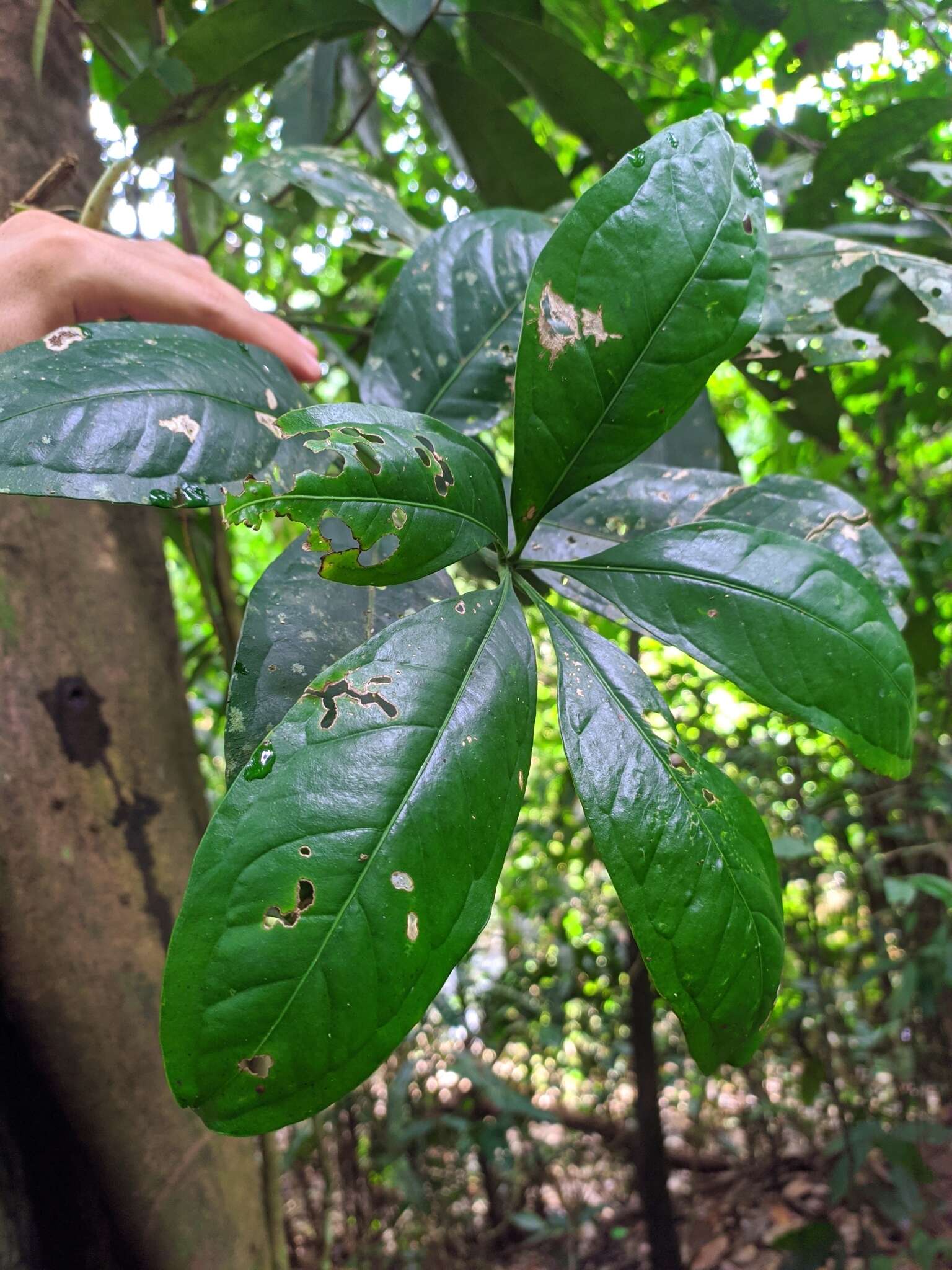 Anthurium pentaphyllum (Aubl.) G. Don的圖片