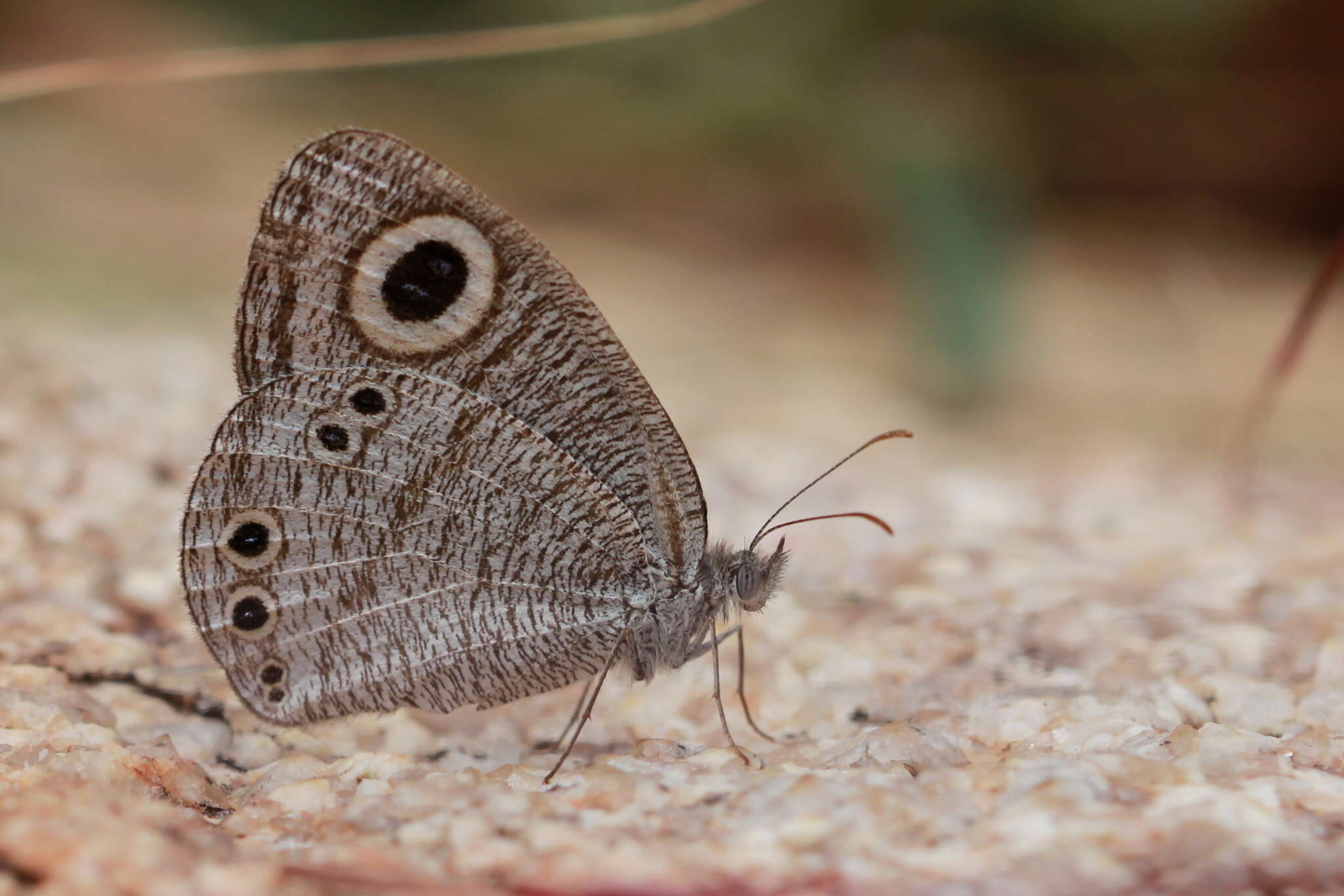 Image of Ypthima striata