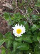 Слика од Erigeron howellii (A. Gray) A. Gray