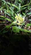 Image of Farmland green flying frog