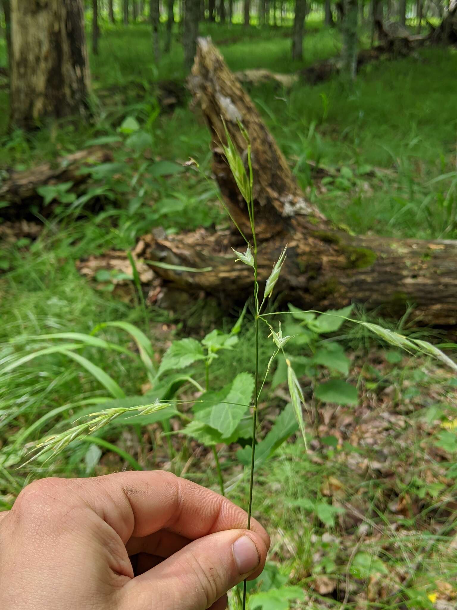 Image of Nottoway Valley brome