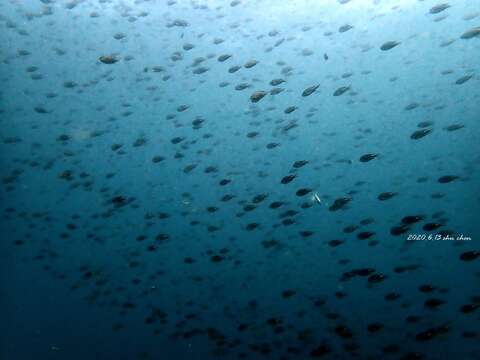 Image of Damselfish