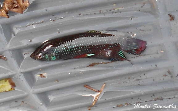 Image of Crescent Betta