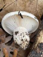 Image of Hygrophorus sordidus Peck 1898