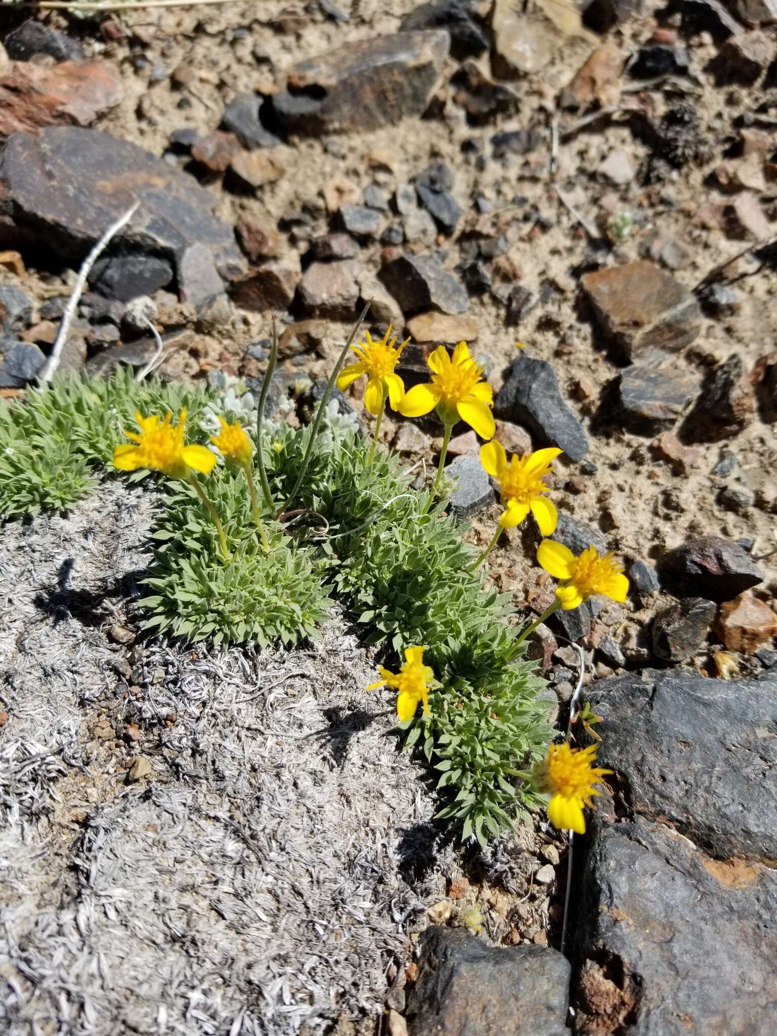 Image of stemless mock goldenweed