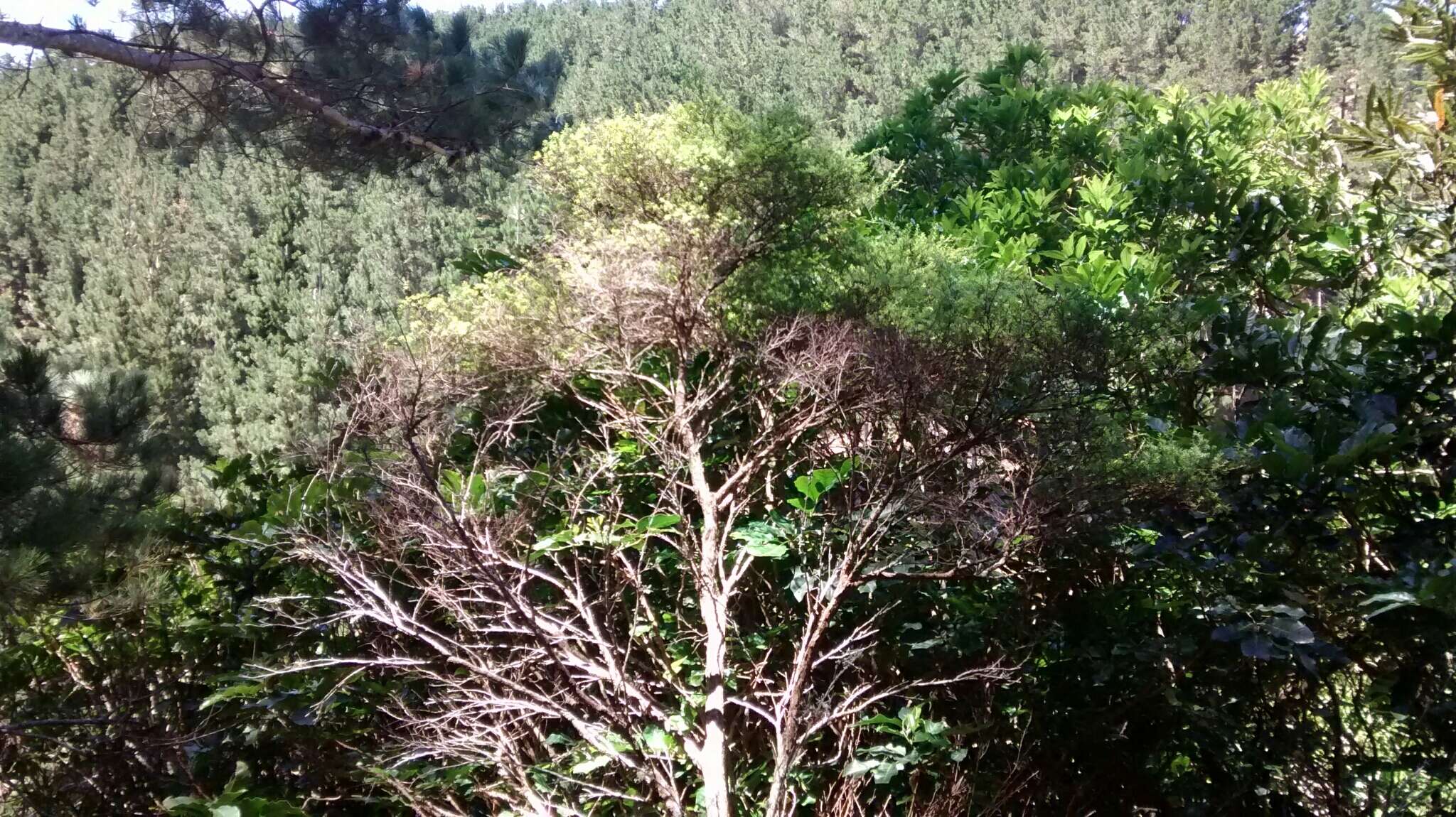 Plancia ëd Kunzea robusta de Lange & Toelken