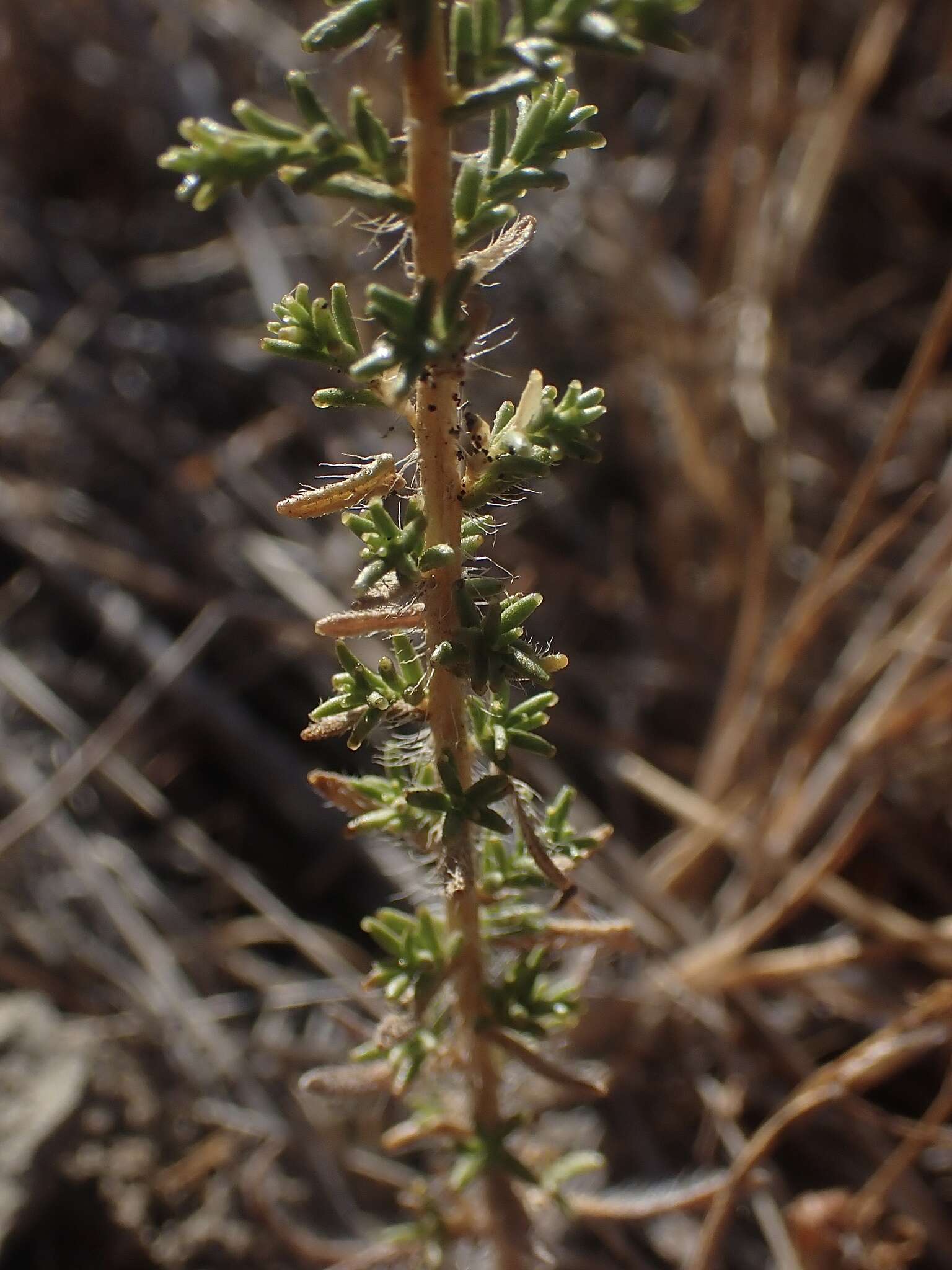 Image of San Joaquin tarweed