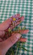 Image of white panicle aster