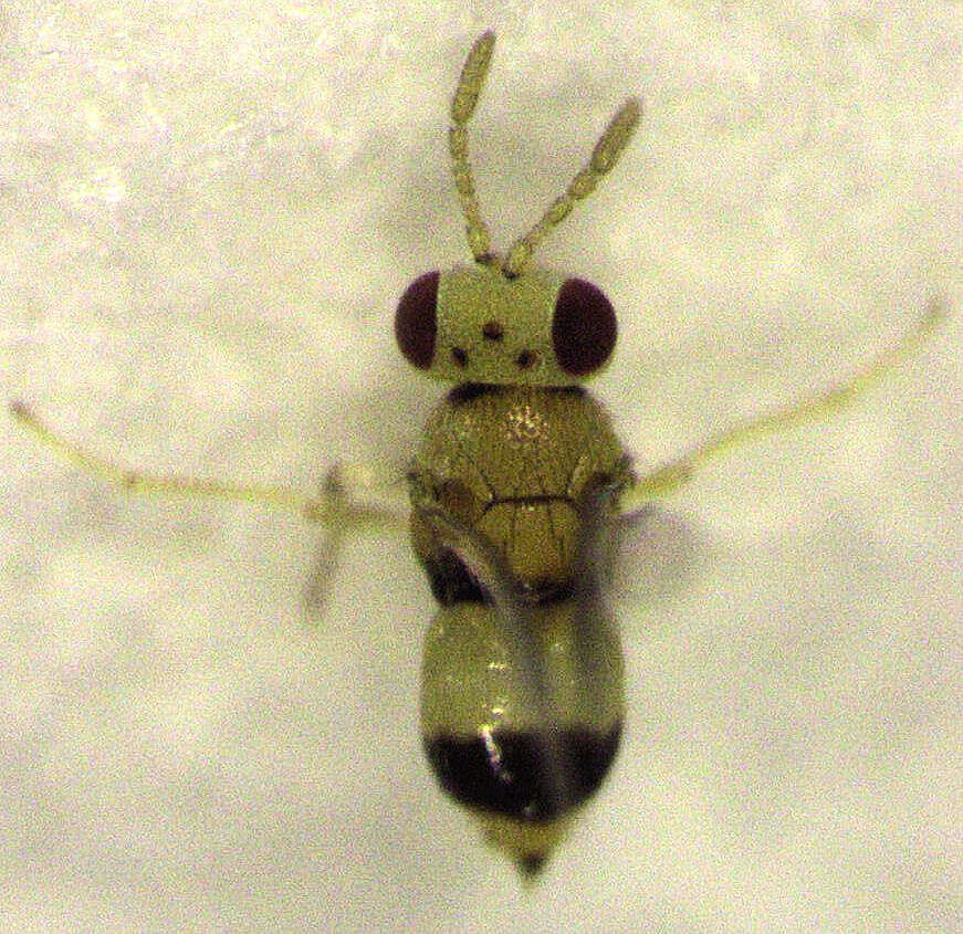 Image of Parasitoid wasp