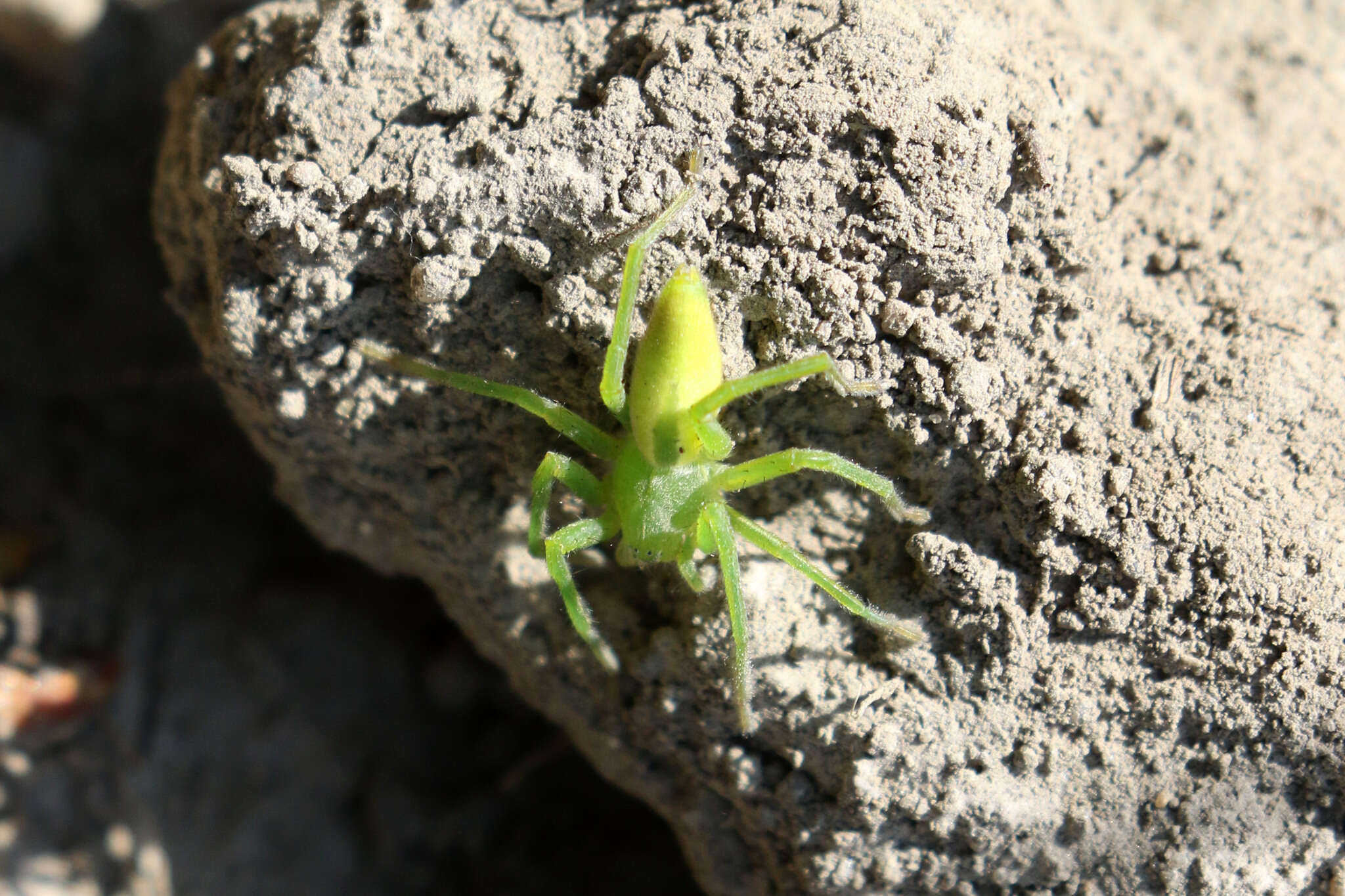 Image of Micrommata virescens (Clerck 1757)