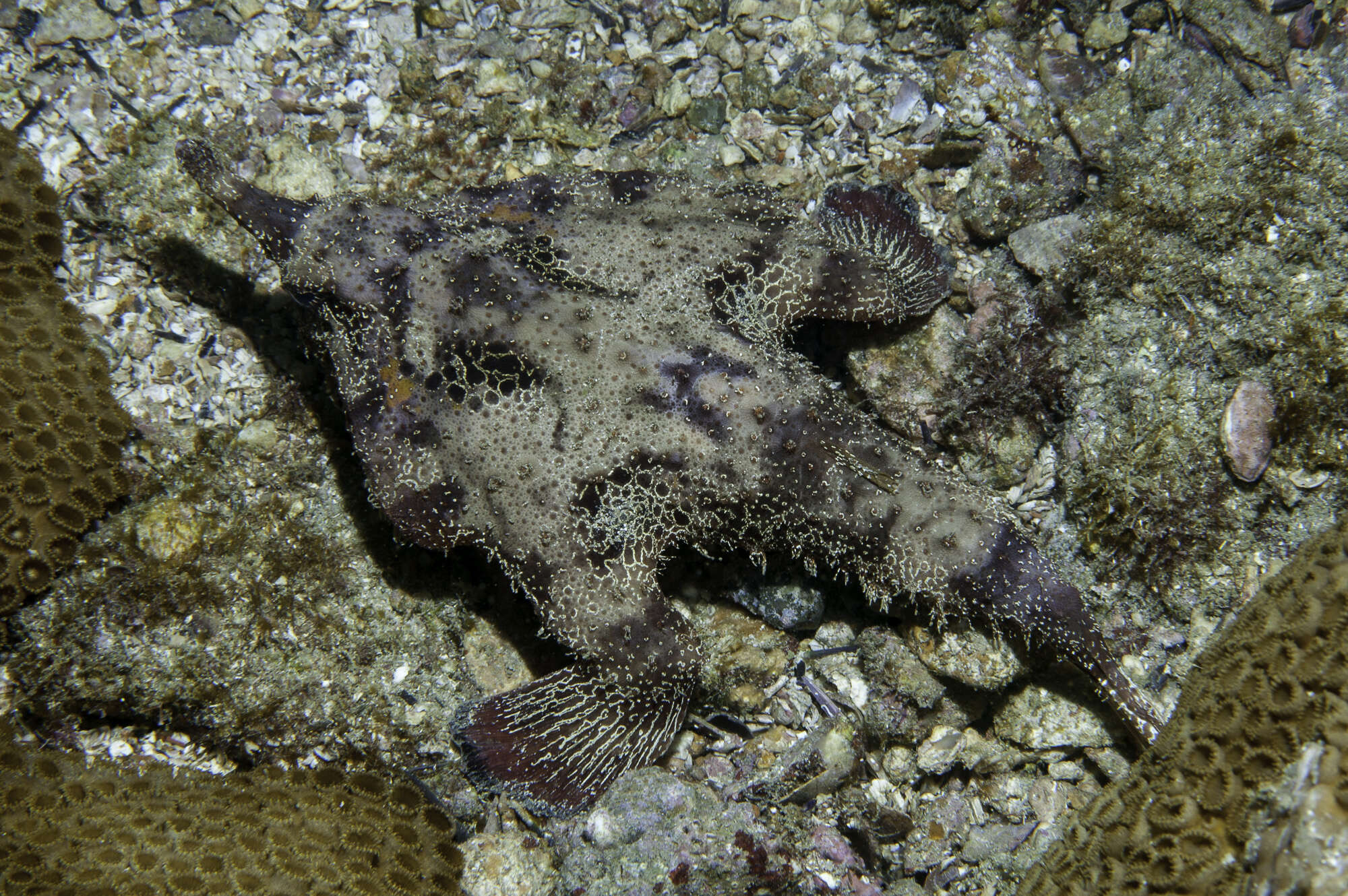 Image of Brazilian batfish