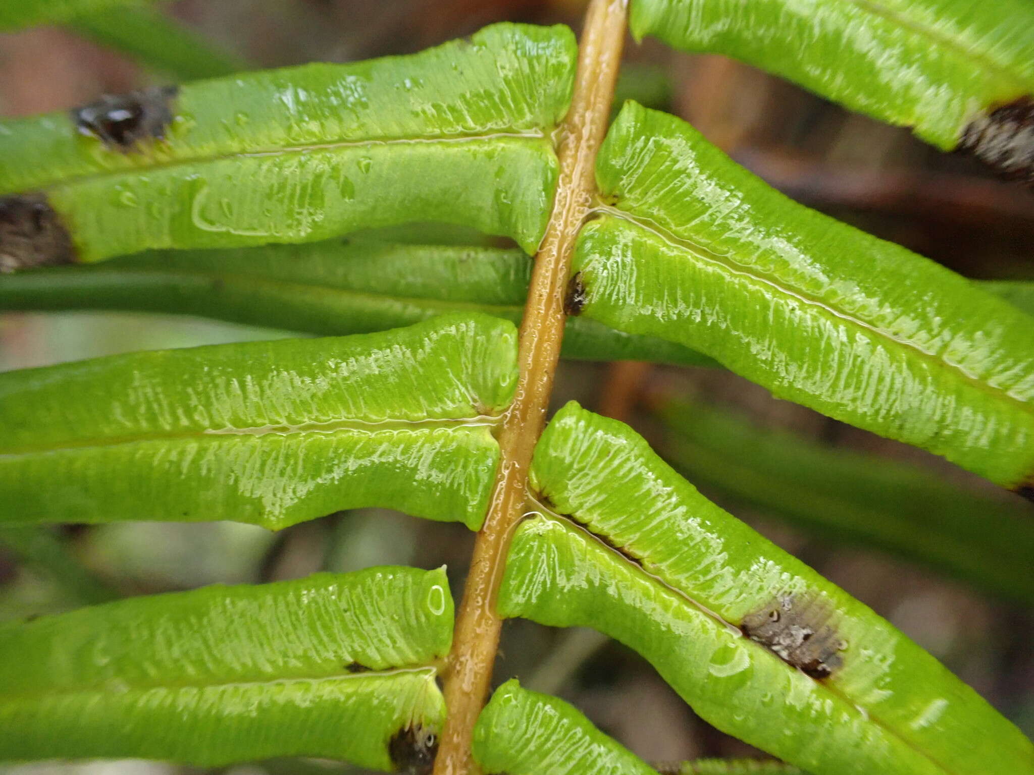 Image of Long-Leaf Brake