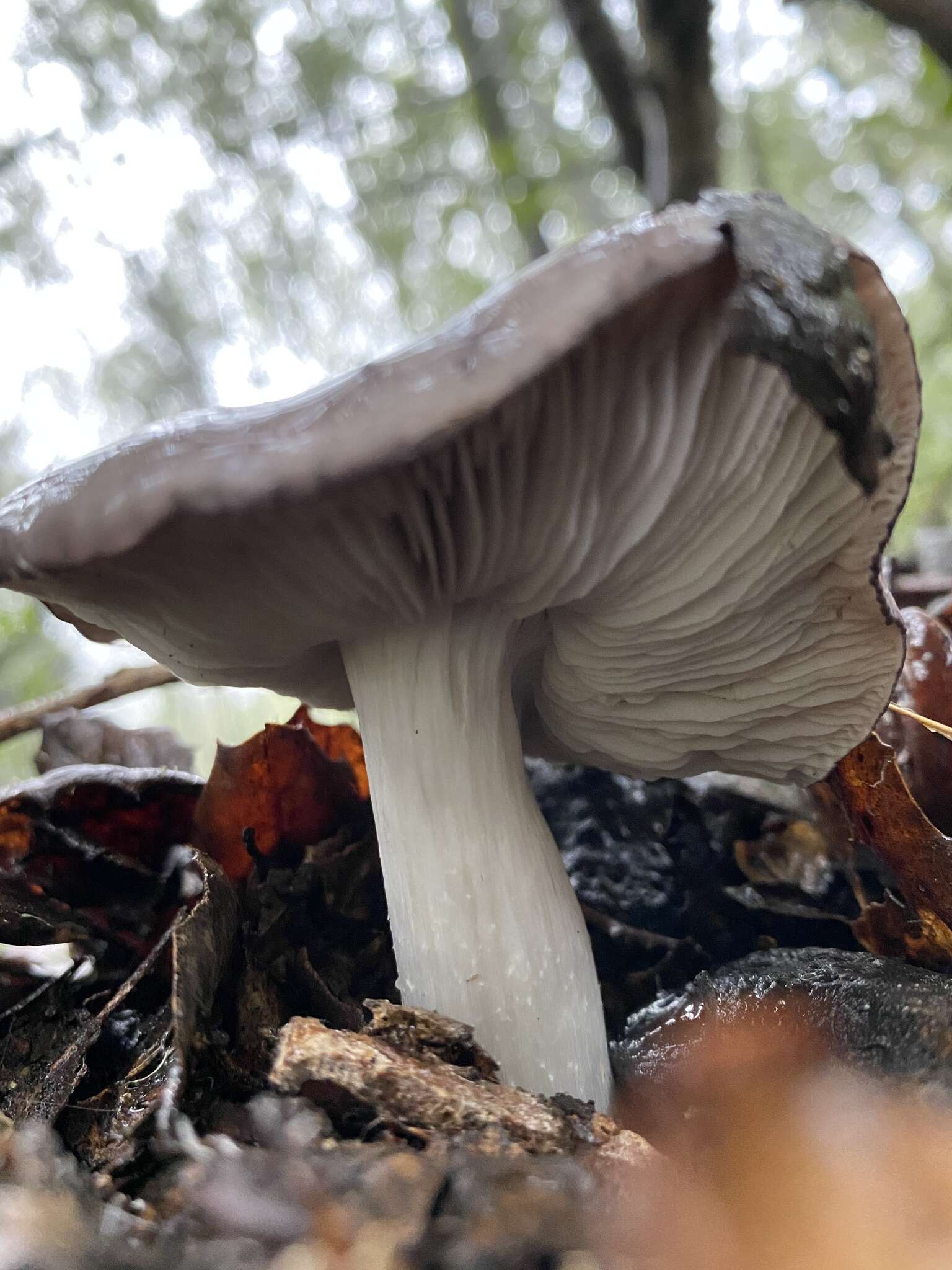 Image of Tricholoma griseoviolaceum Shanks 1996