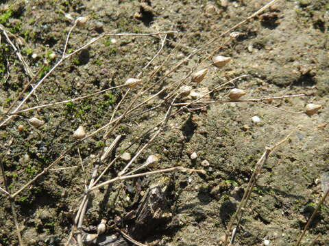 Image de sabline à feuilles de serpolet