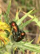 Image of <i>Cryptocephalus globicollis</i>