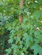 Sivun Acer rubrum var. drummondii (Hook. & Arn. ex Nutt.) Sarg. kuva