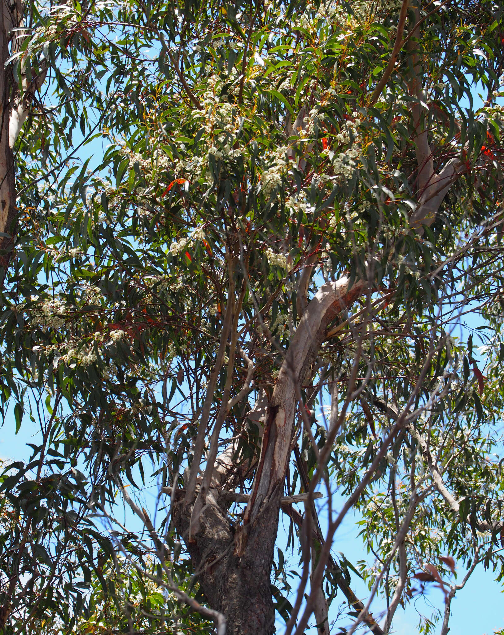 Image of silvertop-ash