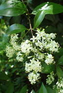 Image of Japanese privet