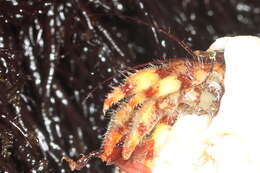 Image of tubeworm hermit crab