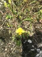 Image of straggling St. Johnswort