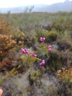 Image of Erica multumbellifera Tausch